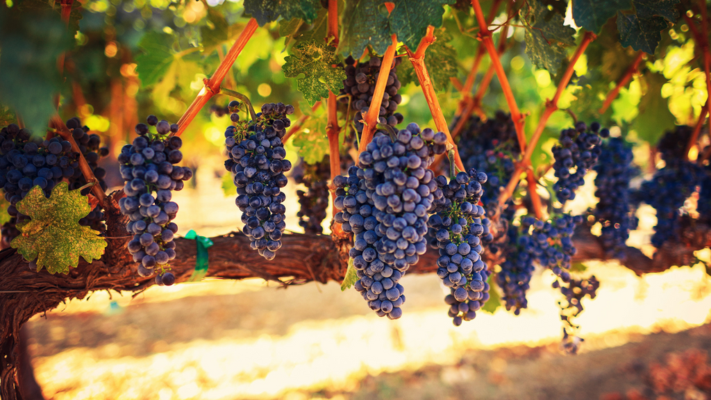 "Climate Change Impacts California Wine Production: Winemakers Adapt to Warmer Temperatures with New Grape Varieties"