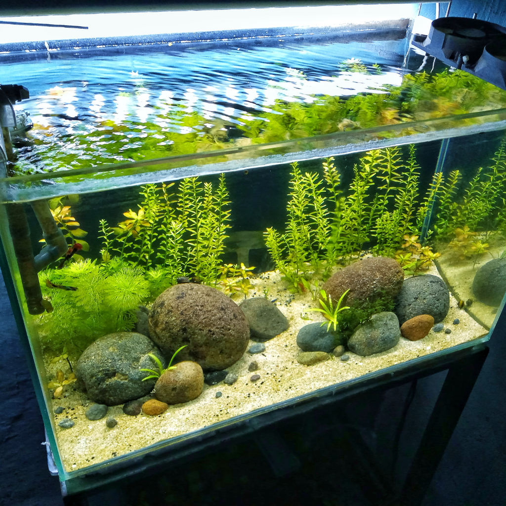 A Beginner's Guide to Aquascaping: Tips for Creating Your Own Underwater Oasis!