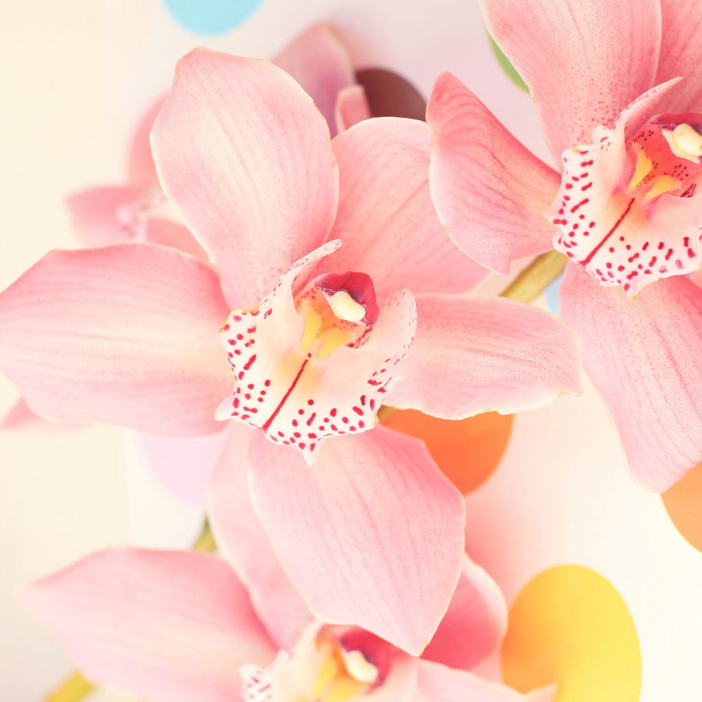Demystifying Orchid Care: Unlocking the Secrets to Thriving Phalaenopsis