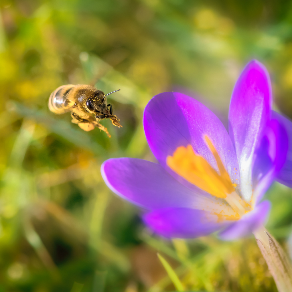 The Power of Pollinators: Nurturing Nature's Harmony in Your Garden
