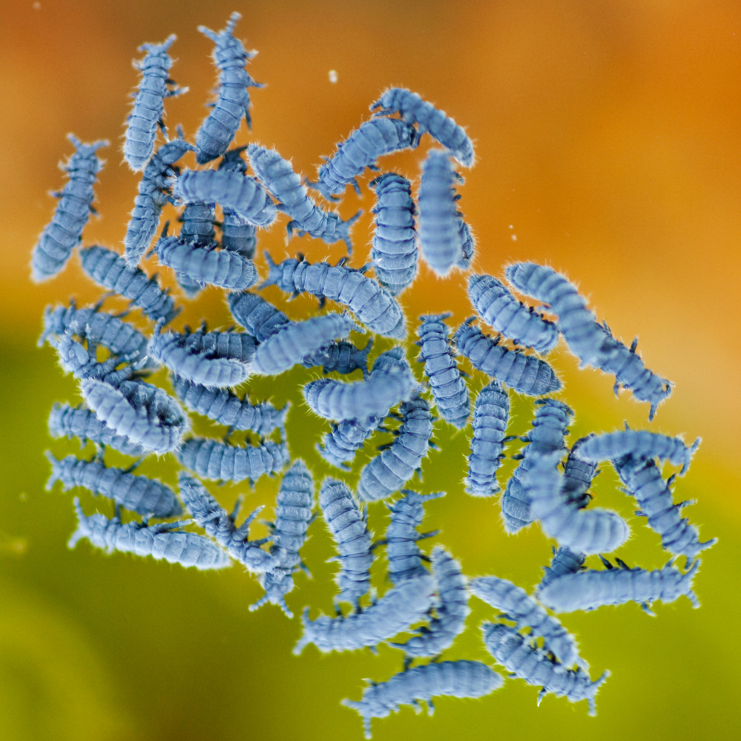 SPRINGTAILS – Terra Mater Gardens