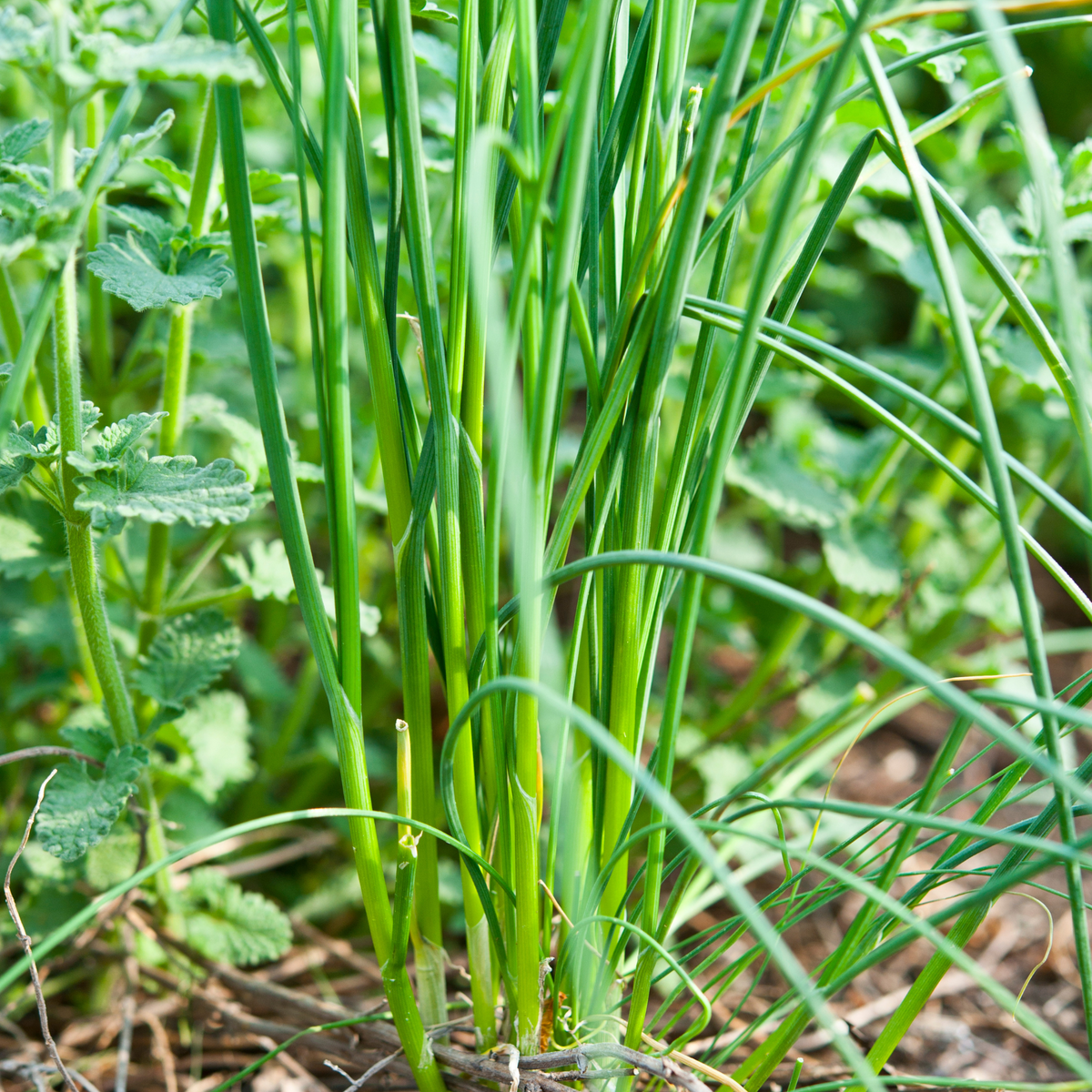 Wild Garlic Seeds 20+ Seeds (Allium ursinum) – Organic Edible Perennia –  Terra Mater Gardens