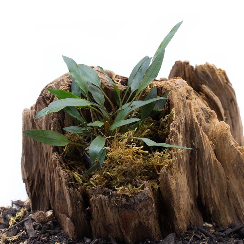View of Cryptocoryne petchii – Compact Aquatic Plant for Freshwater Aquariums ...