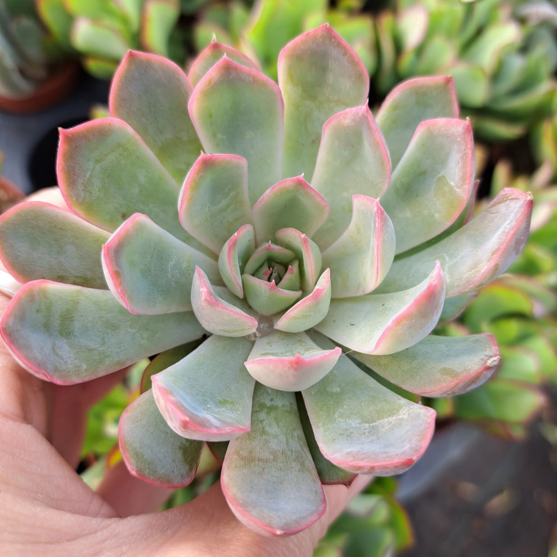 succulent plant eugenin Echeveria Pink Edge Plant Plug (Echeveria runyonii) – Rosette-forming – Terra Mater Gardens