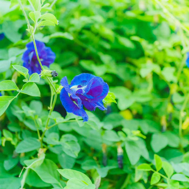 Blue Butterfly Pea Seeds (Clitoria ternatea) – Heirloom Vine with Bril –  Terra Mater Gardens