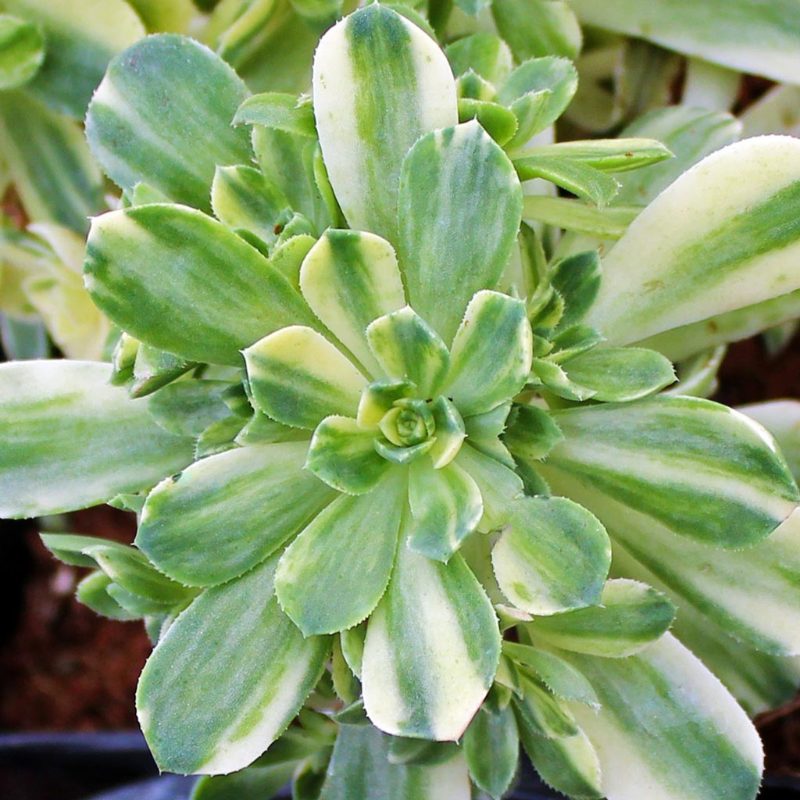 Aeonium Castello Paivae Variegata Plant Plug (Aeonium castello-paivae –  Terra Mater Gardens