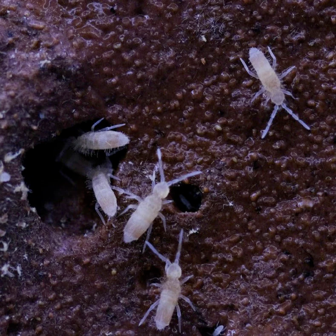 Springtails, Tropical Pink – Terra Mater Gardens