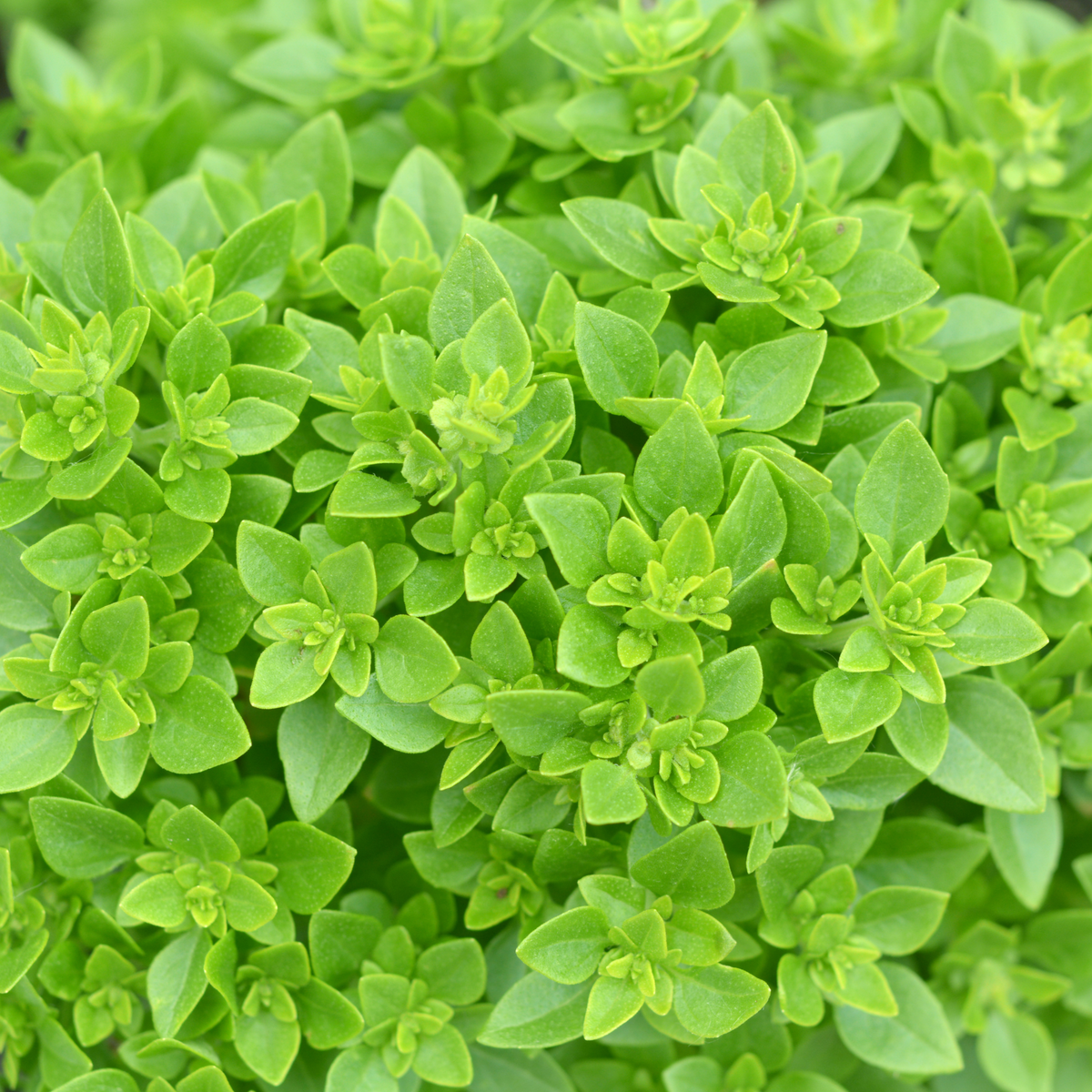 Organic Dwarf Greek Basil Seeds (Ocimum basilicum 'Minimum') – 50 Seed –  Terra Mater Gardens, image size:1200x1200