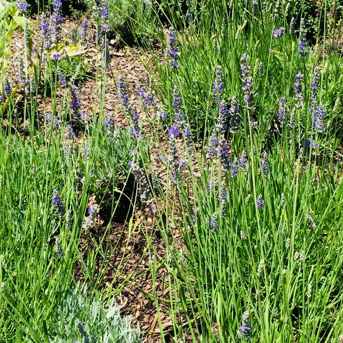 italian lavender plant Italian Lavender (Lavandula x intermedia) Organic Seeds – Fragrant Per –  Terra Mater Gardens