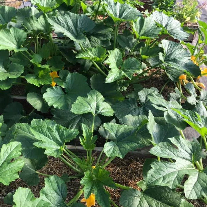 Squash Summer, Black Beauty Zucchini Terra Mater Gardens
