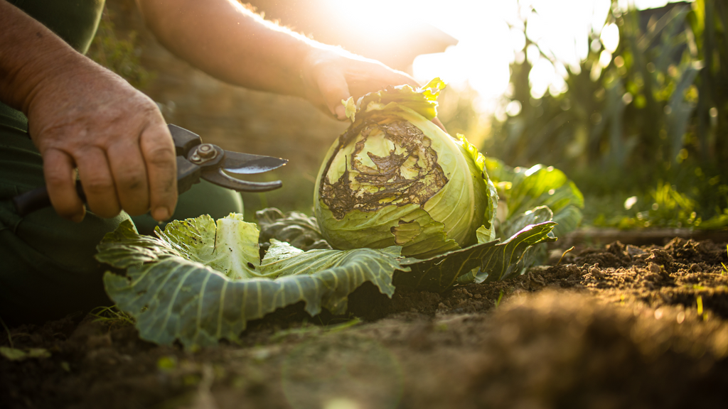 The Cognitive Benefits of Gardening: How Tending Plants Nurtures Your Mind