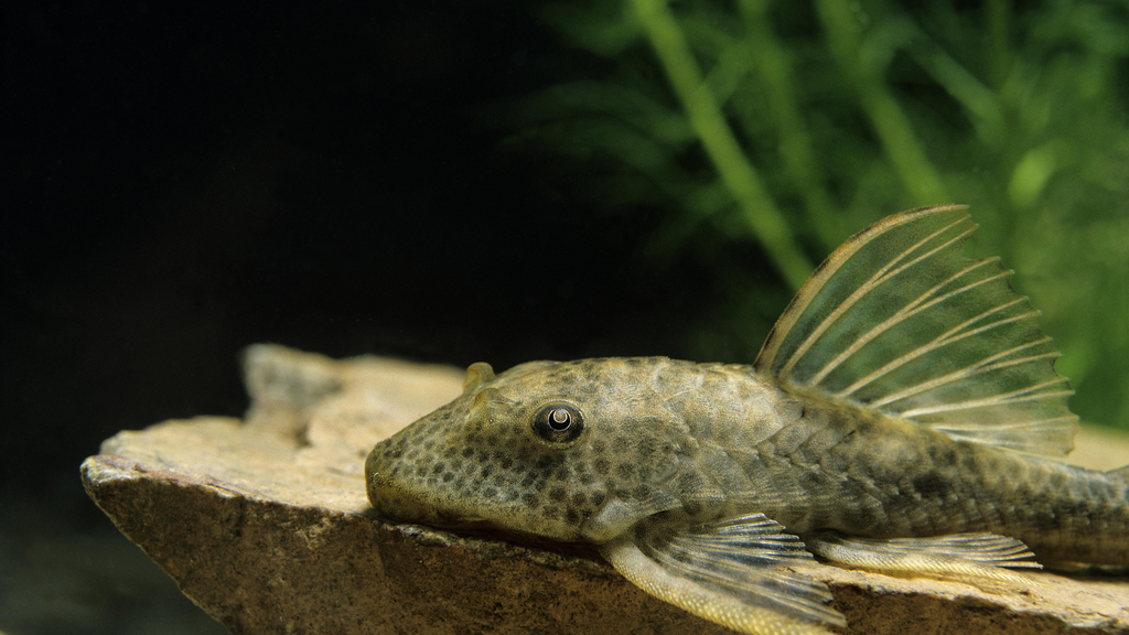 How to Build a Profitable Side Business with Plecos
