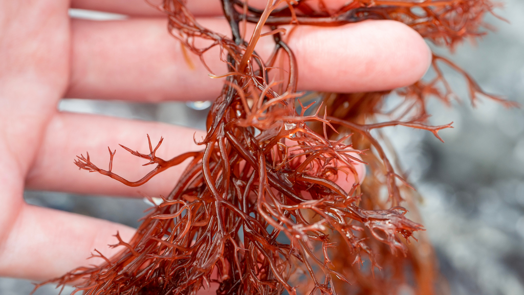 Growing Sea Moss at Home: Is It Possible?