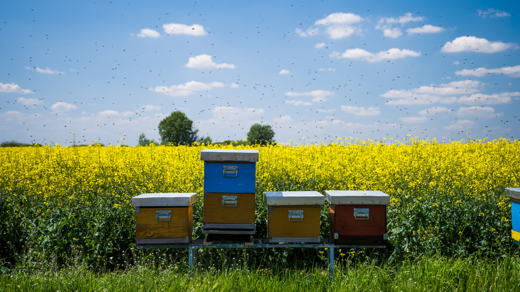 Beekeeping as a Side Hustle and Hobby: A Beginner's Guide to Sweet Success
