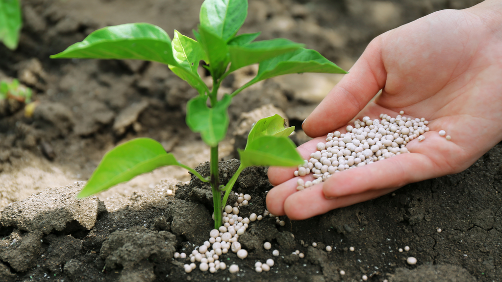 The Best Organic Fertilizers for Thriving Plants