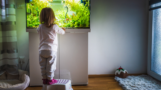 The Cognitive Benefits of Fish Keeping: How Aquariums Enhance Mental Health and Focus