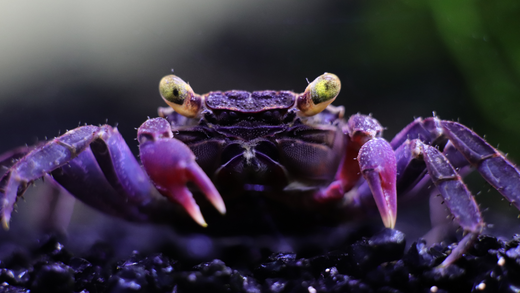 GABUGABU パープルラメ GABUGABU パープルラメ DAZE Collectibles | MAISTO 1/24 1965 BUICK