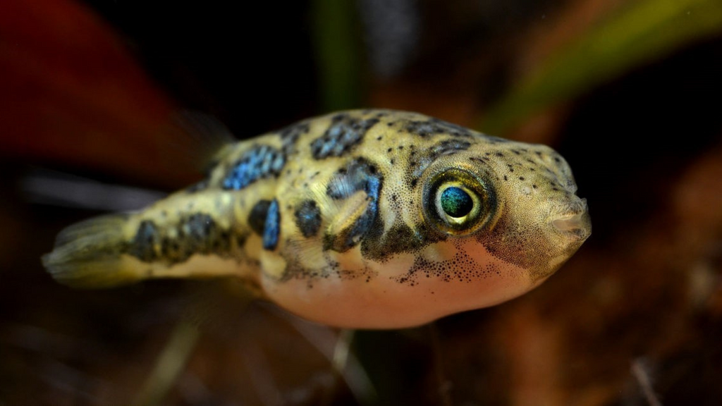 Pea Puffers: The Adorable Assassins of the Aquarium World