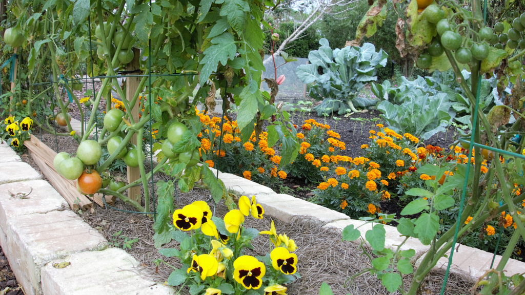 Paired Planting Companion Planting: An Introduction to the Art of Plant Pairing – Terra ...