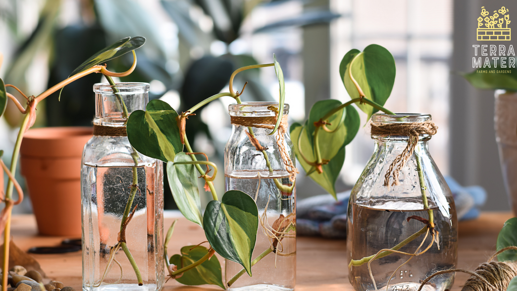 The Versatile Pothos: A Plant for Every Place