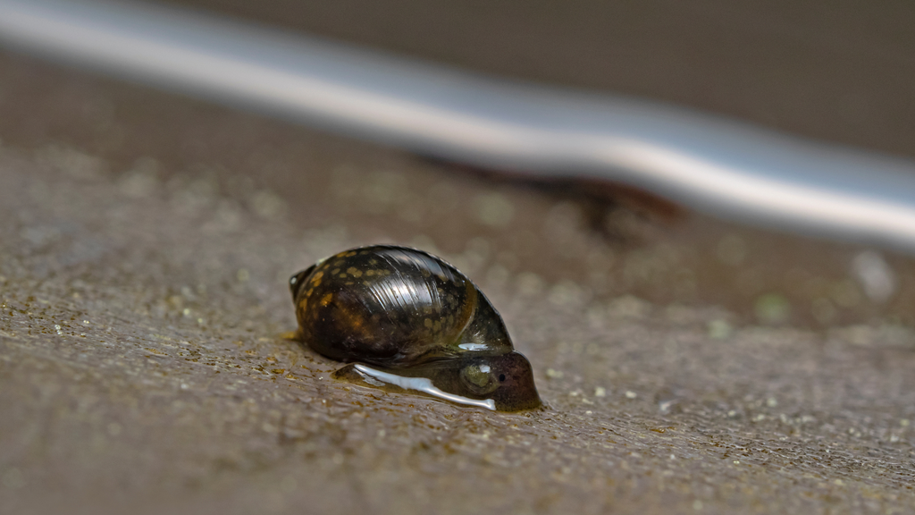 Exploring the Underappreciated Beauty of Bladder Snails: A Guide to These Tiny Aquatic Wonders