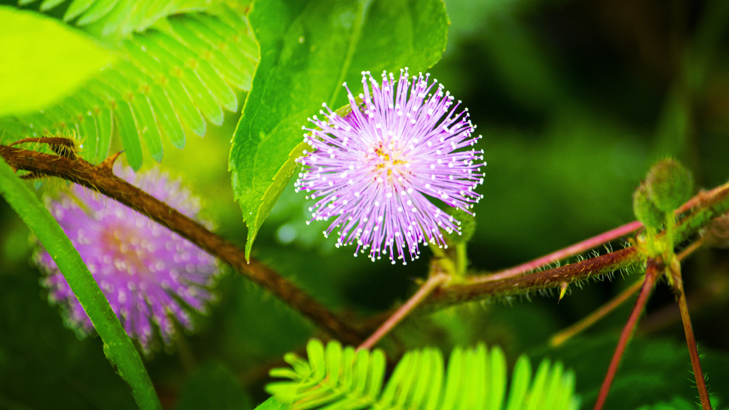 The Tickle Me Plant: Mimosa Pudica - A Fun Addition to Any Home