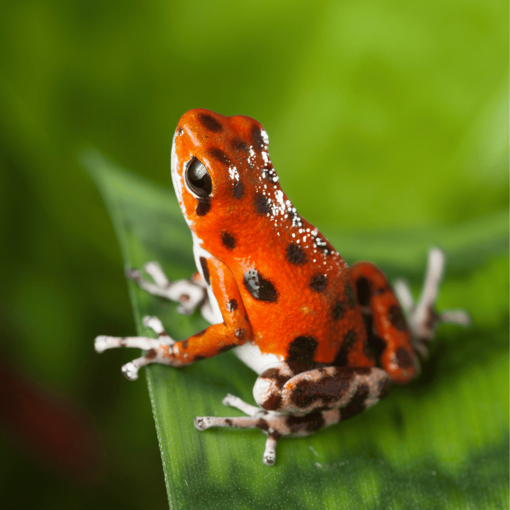 Creating a Miniature Paradise: A Guide to Raising Poison Dart Frogs in Your Home