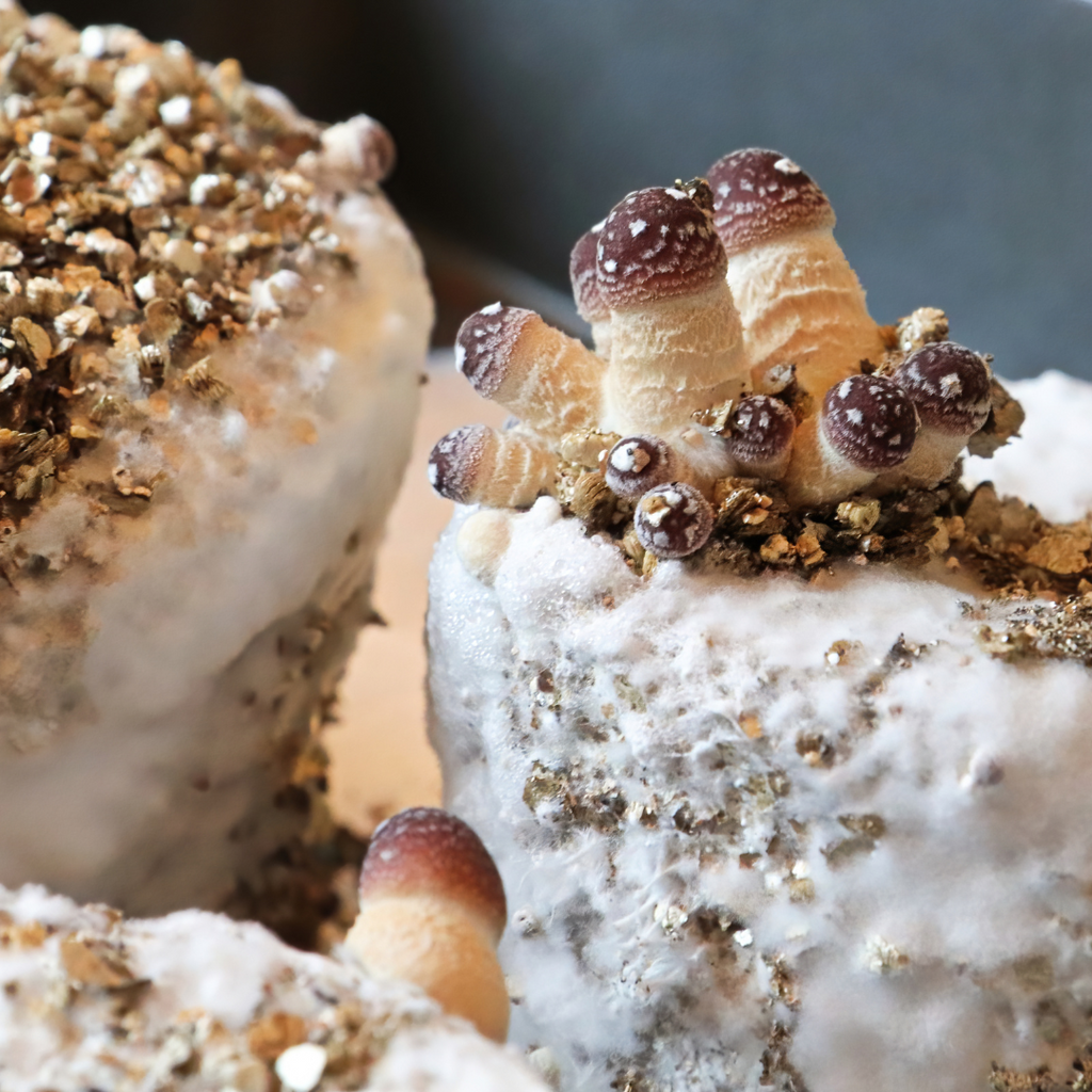 A Culinary Adventure: Growing Gourmet Mushrooms at Home