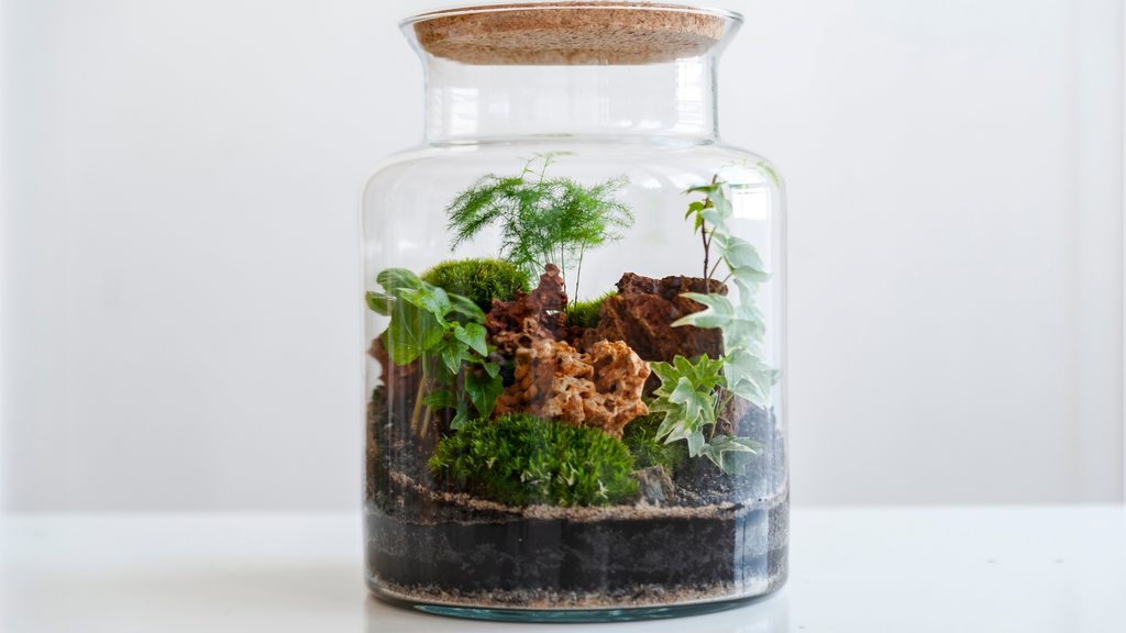 Moss Magic: Discovering Popular Moss Varieties for Enchanting Terrariums