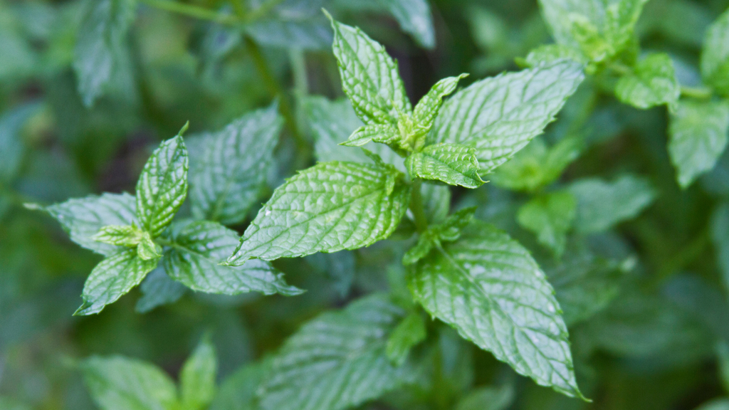 Spearmint Magic: Growing Fresh Flavor at Home