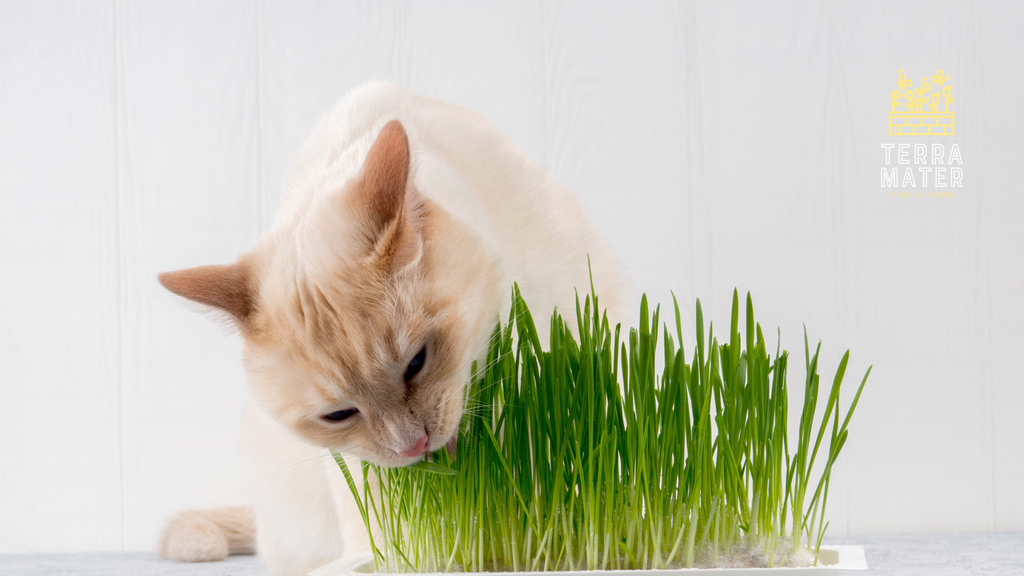 Why Does My Cat Munch on Grass? Unveiling the Mystery of Cat Grass