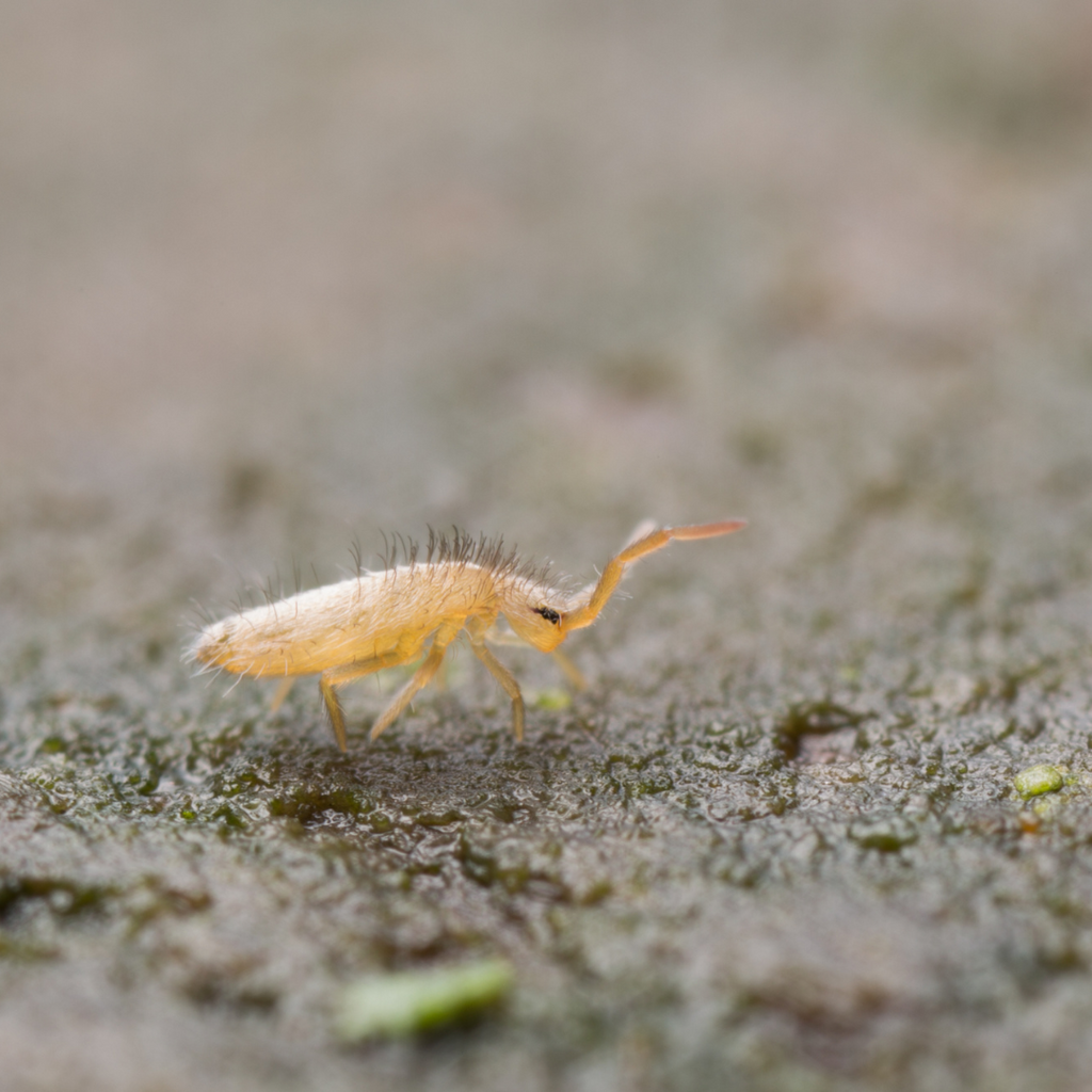 Tiny Marvels: Exploring the Benefits and Uses of Raising Springtails in Your Home