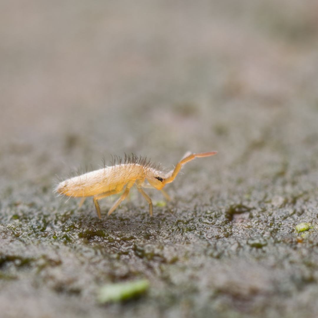 Frog Spring Tails Tiny Marvels: Exploring the Benefits and Uses of Raising Springtails i ...