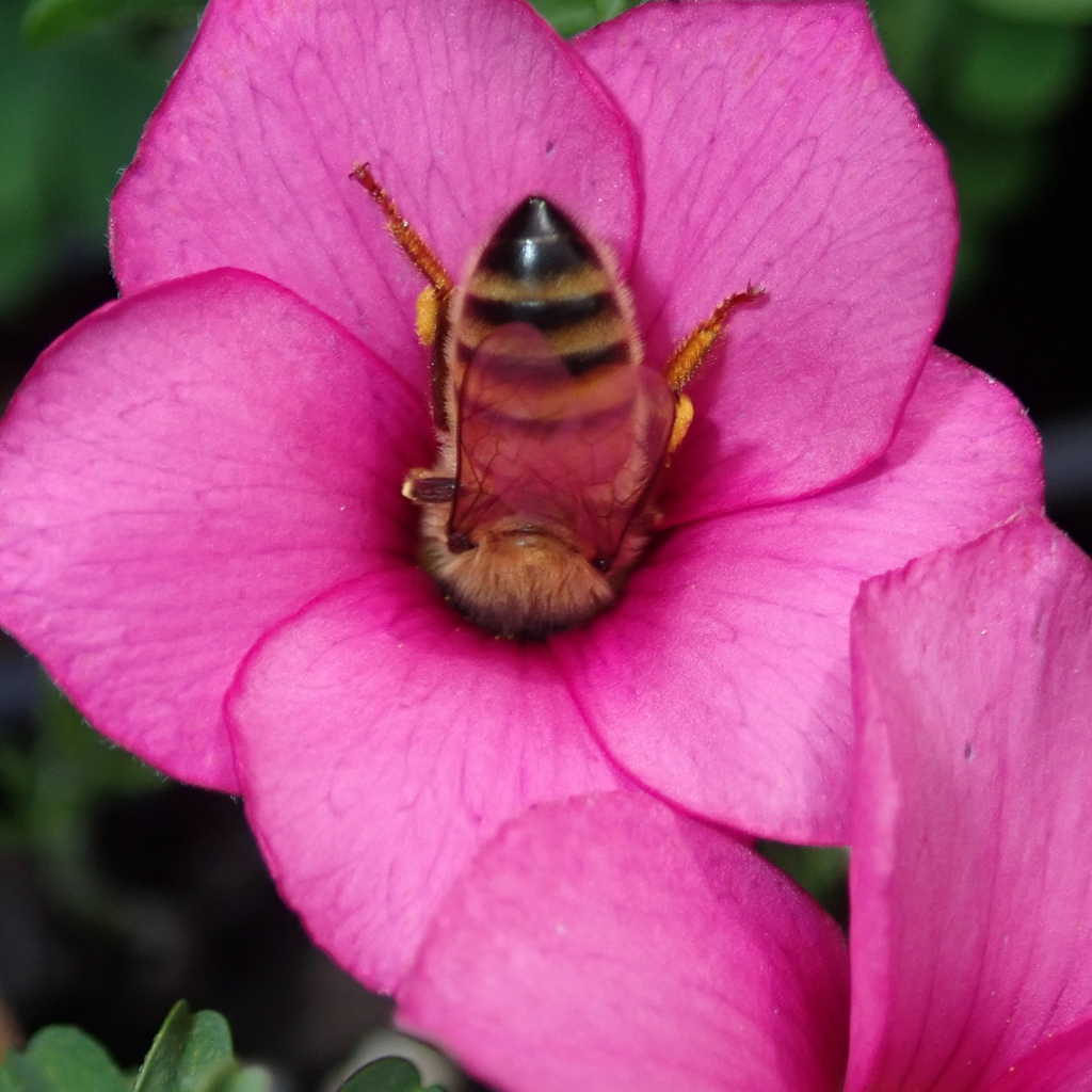 Planting for Pollinators: Attracting Bees and Butterflies to Your Garden