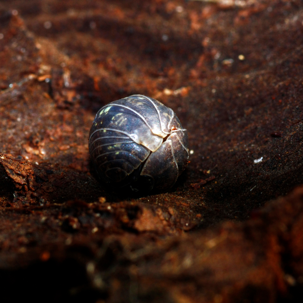 The Fascinating World of Isopods: Cleanup Crew for Your Vivarium