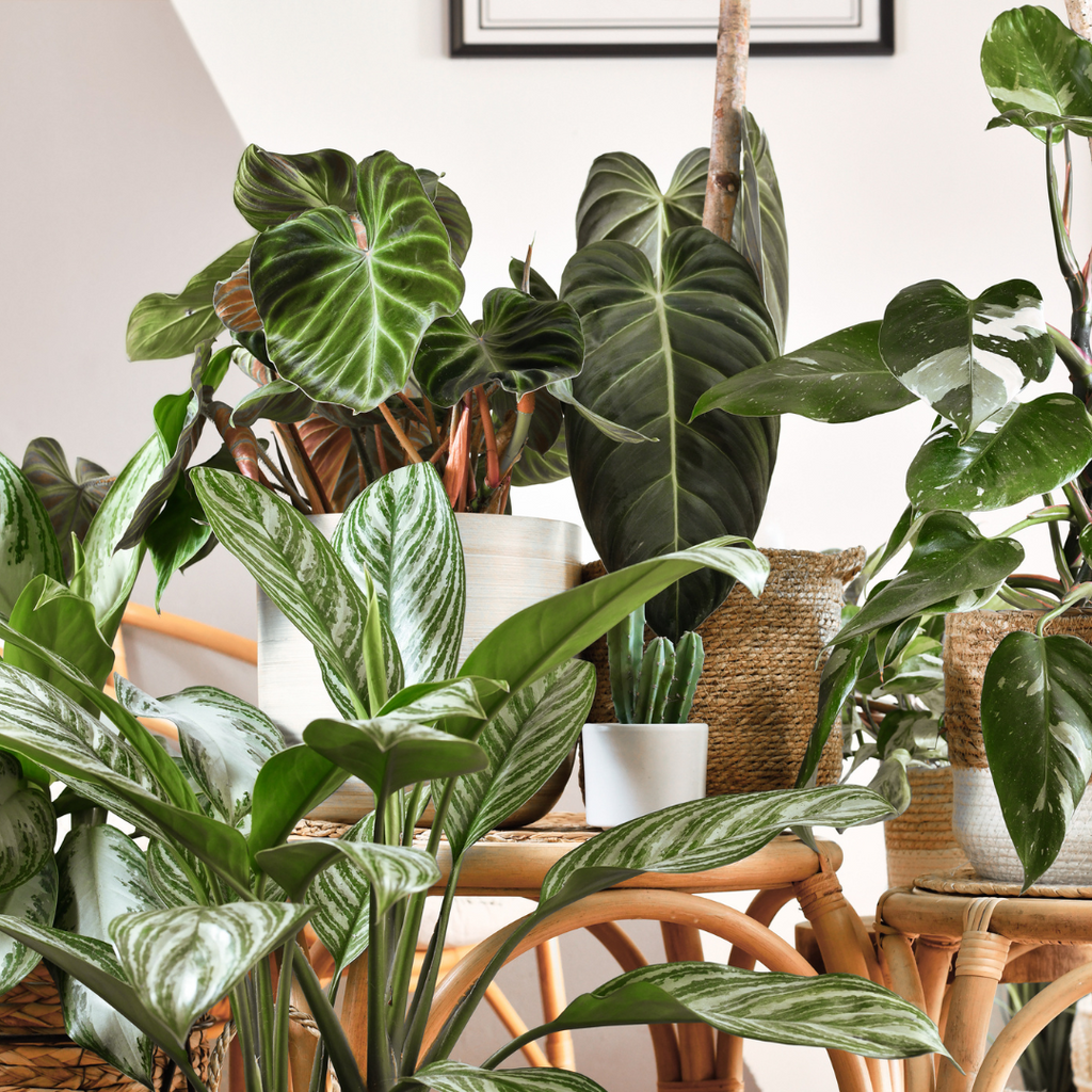How to Grow Houseplants in Just 10 Minutes a Day: A Green Thumb's Guide