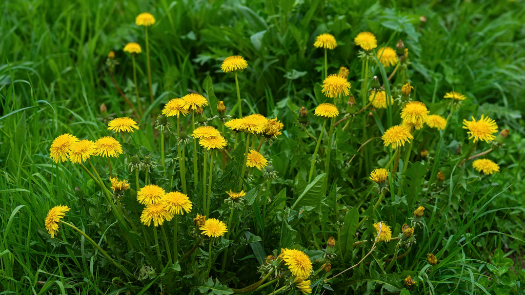 Dandelions Unveiled: A Culinary Treasure Trove in Your Backyard