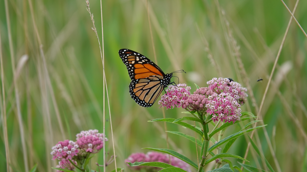 Milkweed