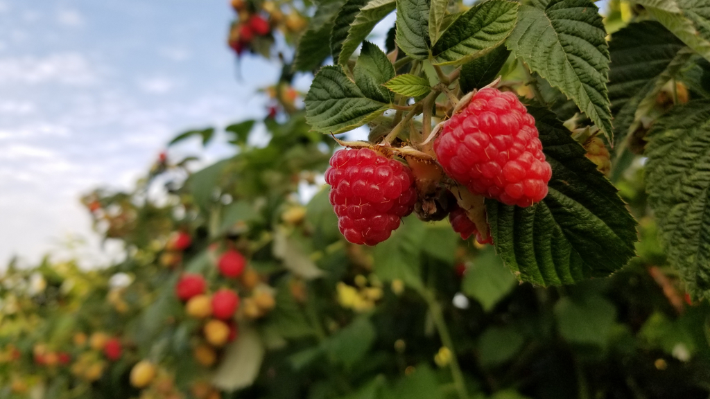 Raspberries