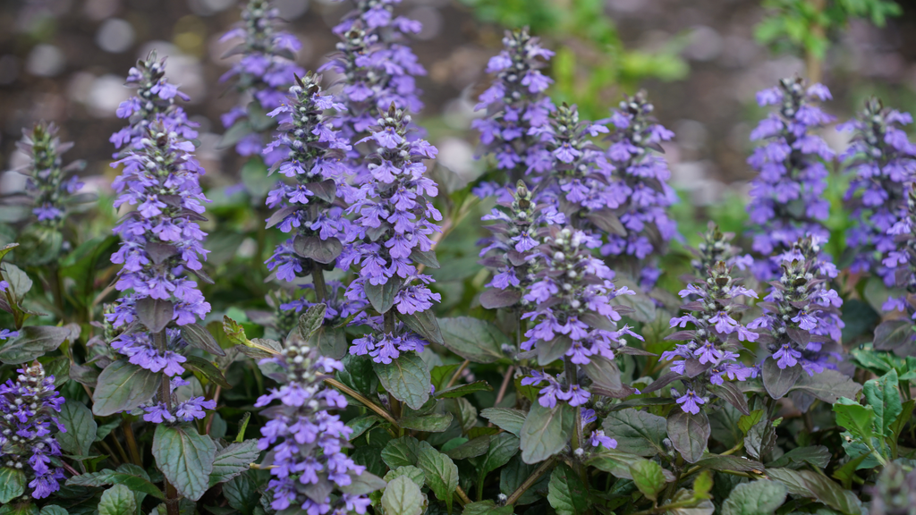 Ajuga