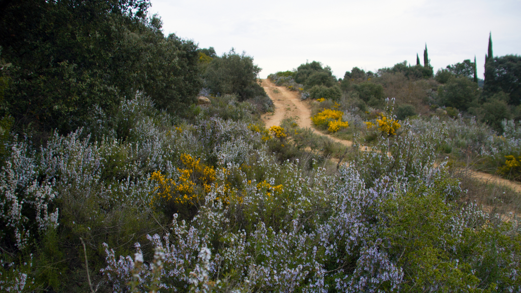 Rosemary