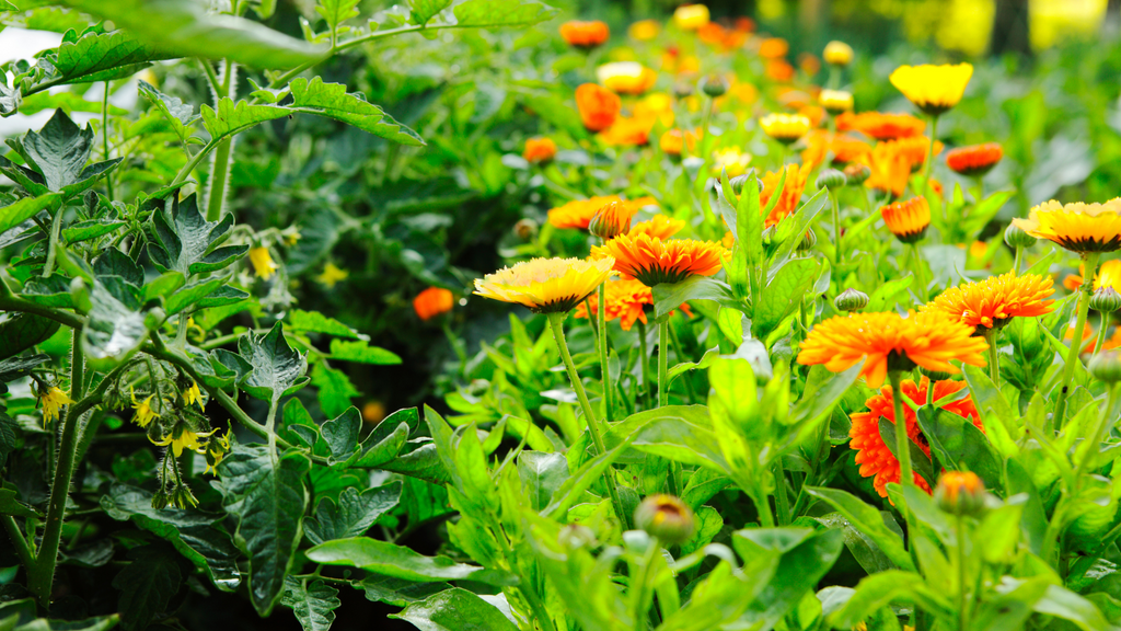 Companion Planting Seed Collection