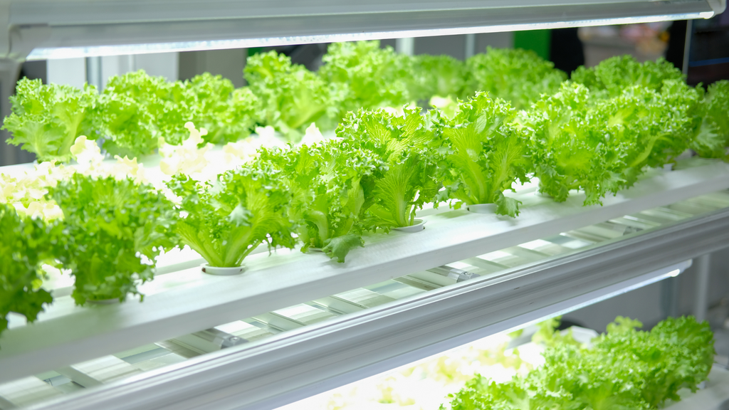 Hydroponic System Collection