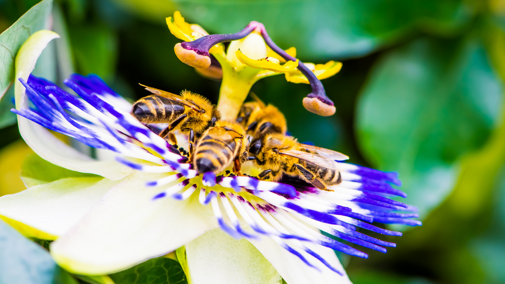 Passionfruit