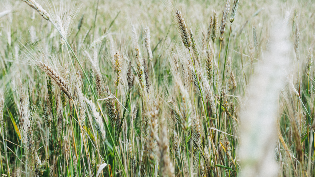Rye