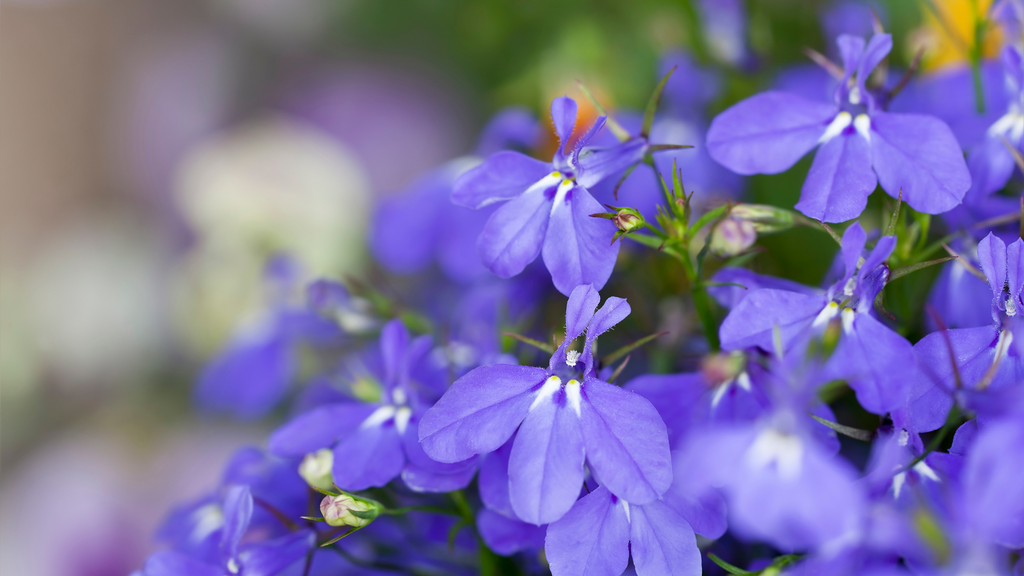 Lobelia