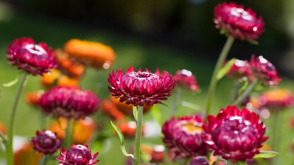 Strawflower
