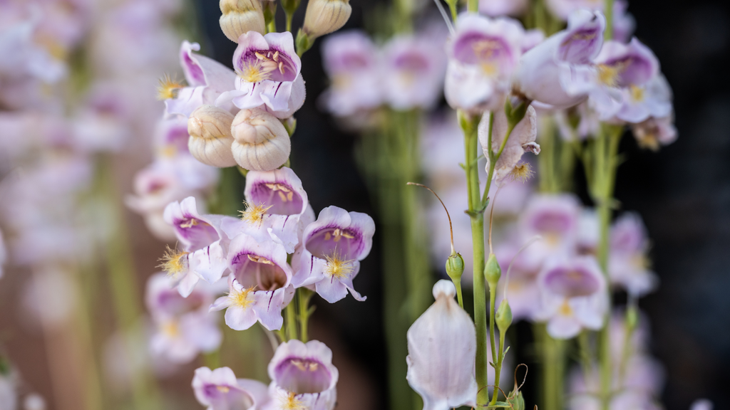 Penstemon