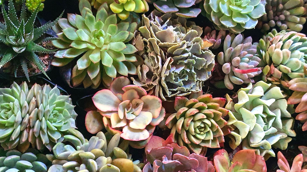 Other Succulents