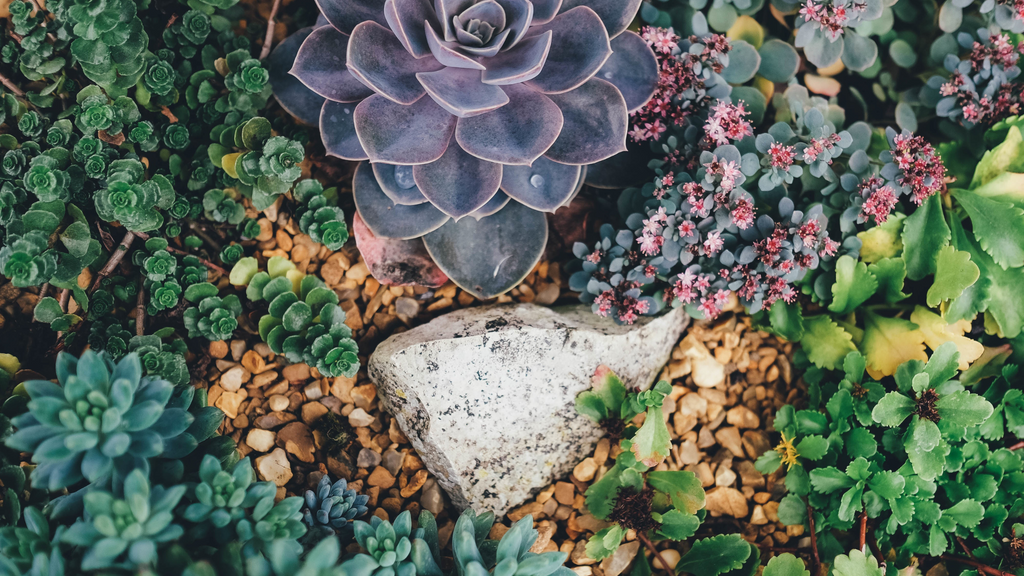 SUCCULENT